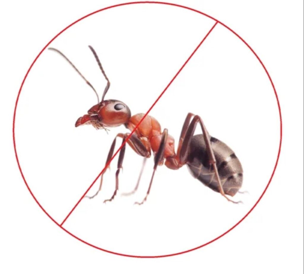 pest control service Edmonton